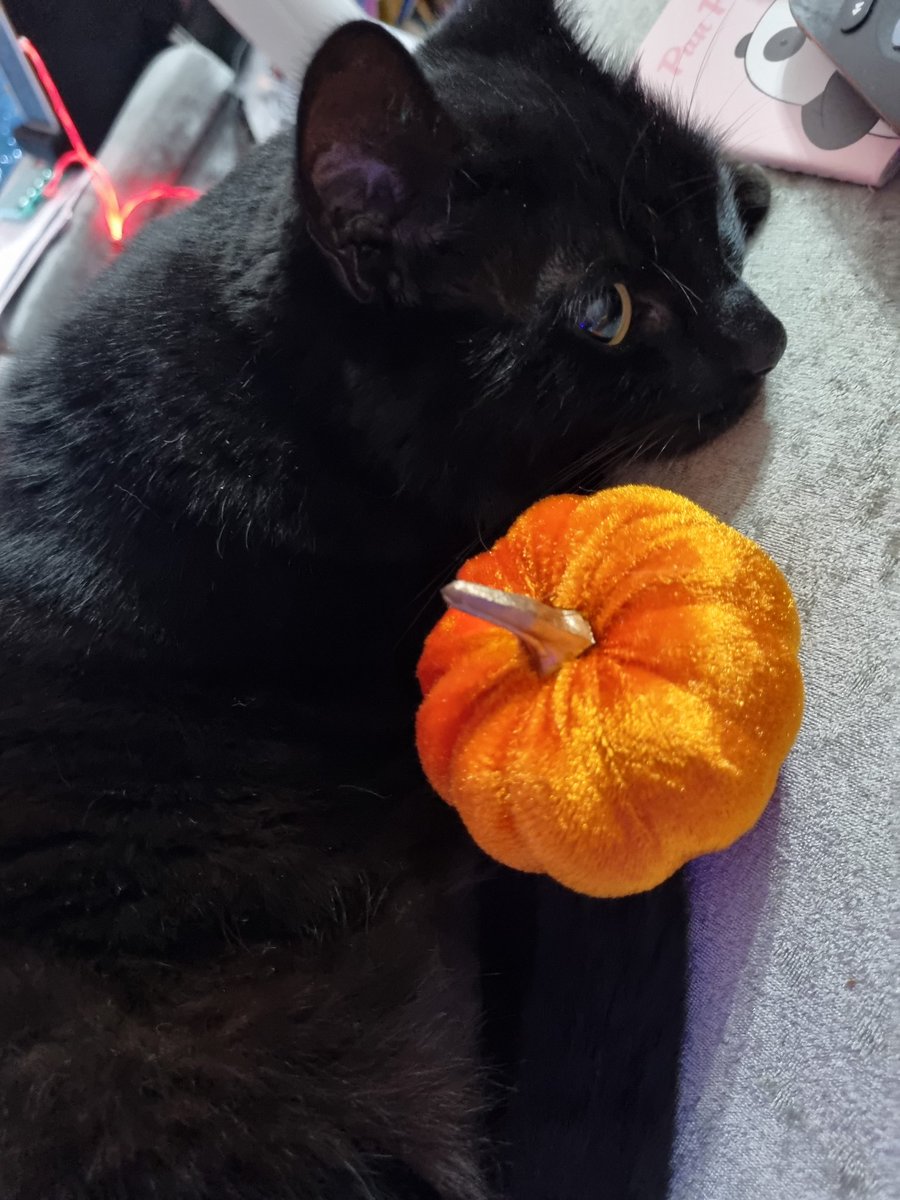Shadowthecat22's tweet photo. Happy Caturday.   Getting closer to halloween. Say hi or boo to me.    #Caturday #blackcatsofhalloween #blackcats #pumpkins https://t.co/BQHfw8Ri9U
