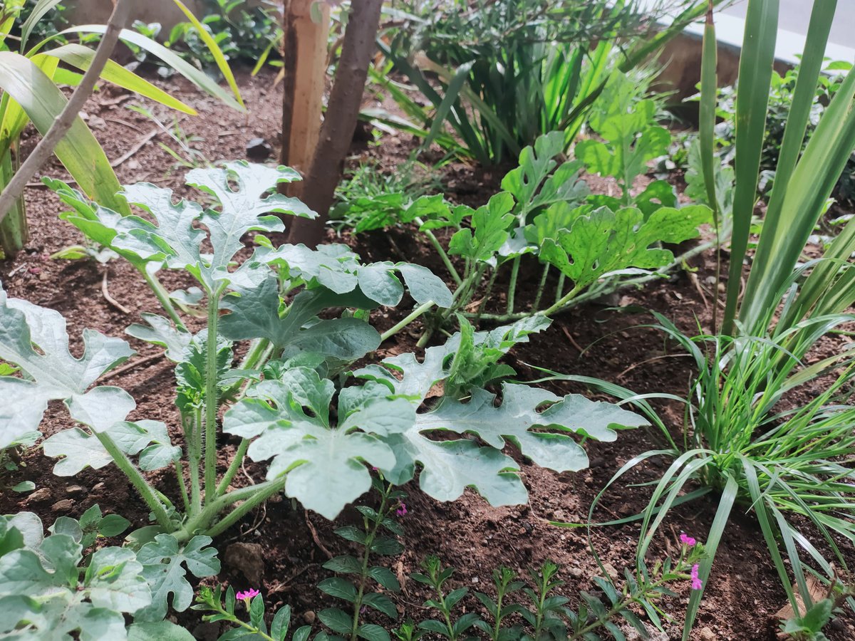 Shades_254's tweet photo. You gotta love Nakuru City. Managu, terere, and Kalonzo 🍉 growing freely along Kenyatta Avenue. https://t.co/YAsahbTbWu