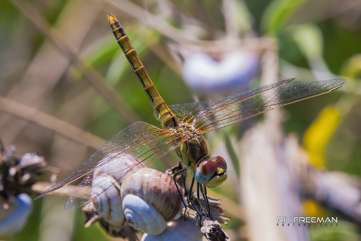 rickfr01's tweet photo. Let us not forget the smaller more delicate things in life. They may be small but they pack a punch not just to look good but to survive....
@CanonUKandIE @CanonEMEApro #LiveforTheStory #Stormhour #TwitterNatureCommunity #wildearth #nature #photoplus https://t.co/CQEPAOeoyU