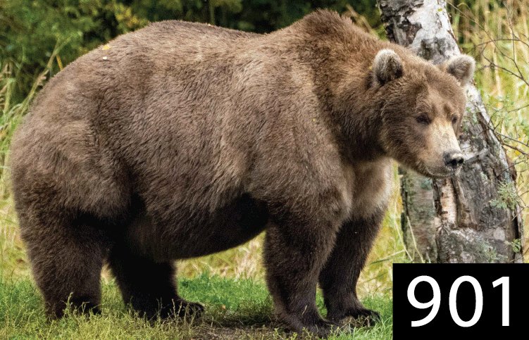 ajah's tweet photo. Lizzo is right! Because Watch Out for the Big Grrrls also applies to #FatBearWeek. So yes, I did indeed vote for large and in charge ladies 901 and Grazer today in the 2022 Fat Bear Contest. Otis fans...sorry, not sorry.
#bearcam
https://t.co/YYeTrRwj3t https://t.co/C1NO3LsGtt