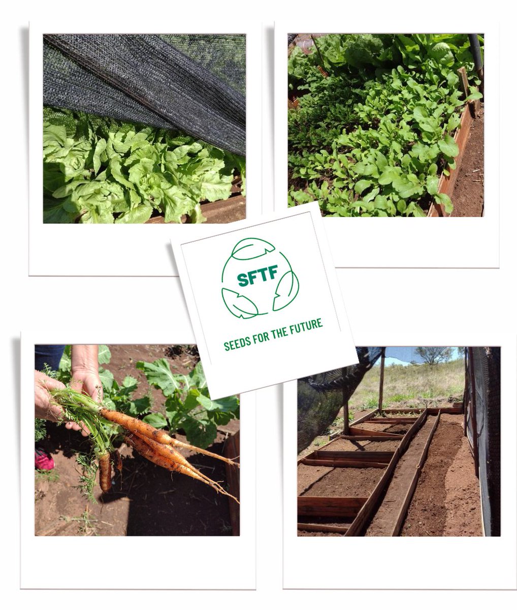 midlan's tweet photo. What do you have in your backyard? A communitarian vegetable garden inspiring new actions.
Seeds For The Future
#CienaChallenge https://t.co/SJkK2D8YyG