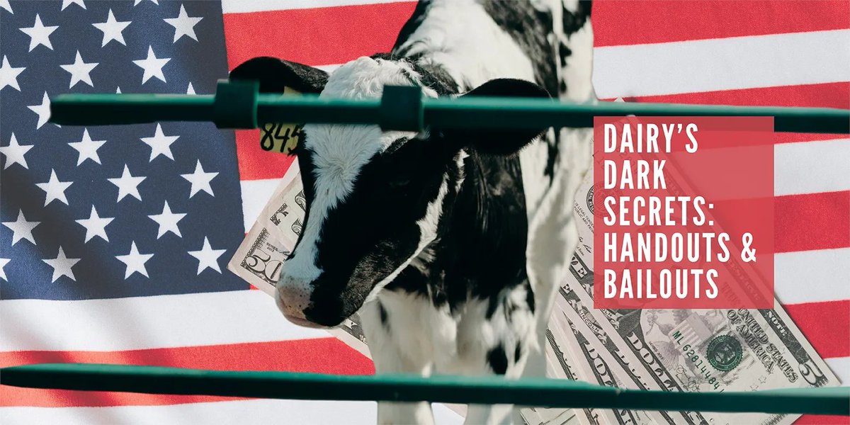 FARMUSA's tweet photo. “In a more equitable world, each industry would stand or fall on its own without the government’s bailout safety net, or each industry would share in its fair percentage of the government subsidies.” https://t.co/Tvu0ro1msA #DitchDairy #TheFARMBuzz https://t.co/3YHfWDnRO7
