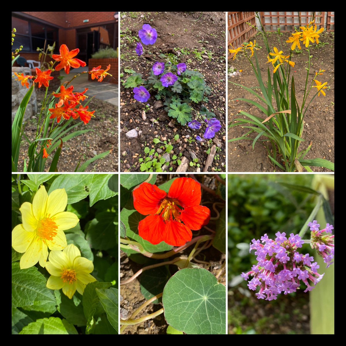 shewolfgirl70's tweet photo. #SixOnSaturday Flowers blooming in the #workgarden today #nasturtium #verbena #dahlia #crocosmia #geranium #bee #GardeningTwitter #gardening https://t.co/RZt5xOcqvU
