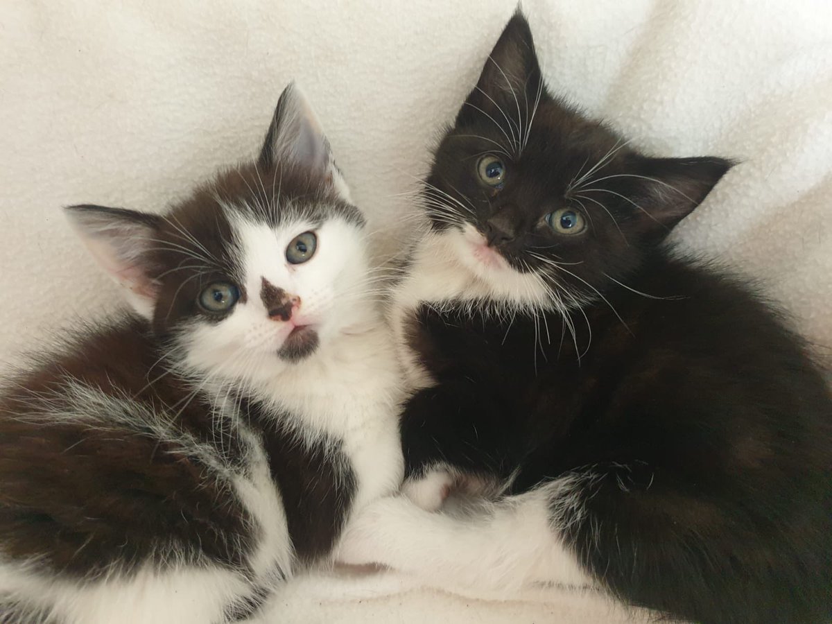 I had the hardest job of meeting these two for a cuddle with their new foster mum #hardlife #kitten