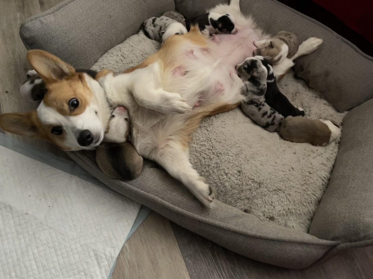 I love how they snuggle around her neck 🥰 #CorgiCrew #corgi #Puppies