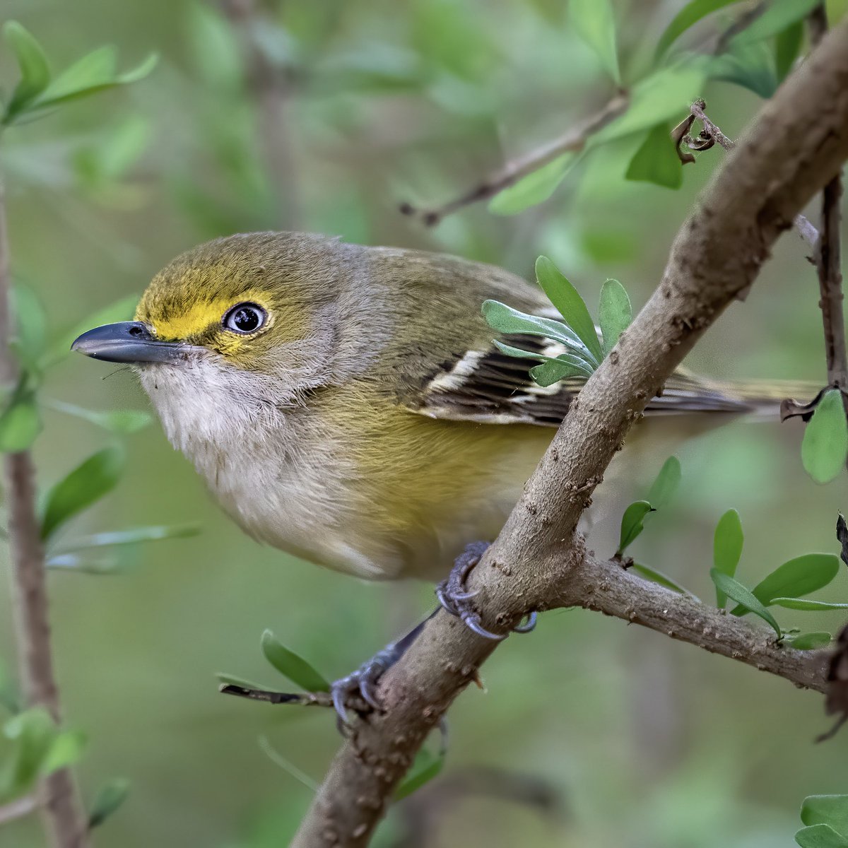 marycbirchem's tweet photo. A throwback from my trip to Texas and the moment I became obsessed with white-eyed vireos #TwitterNatureCommunity #birdphotography #whiteeyedvireo https://t.co/KqA4Oefs6Q