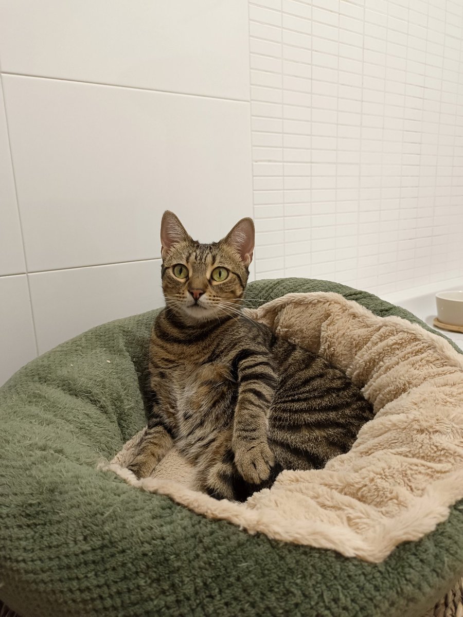 Sense fronteres. tweet media