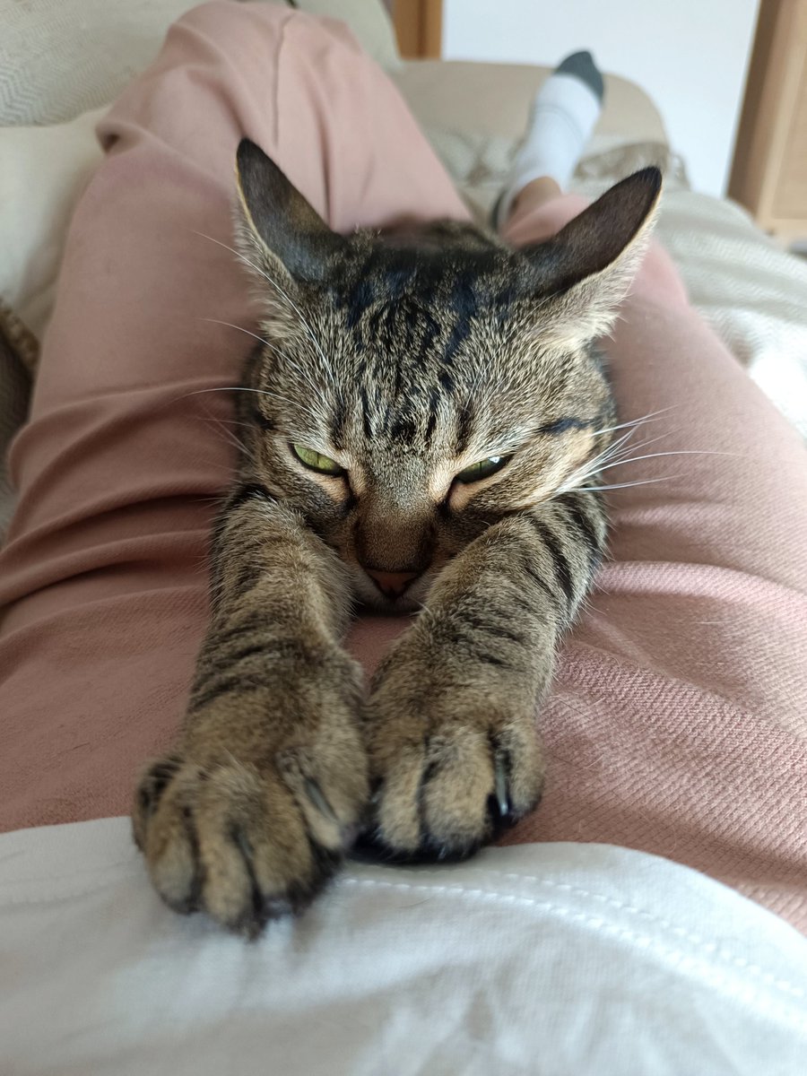 Sense fronteres. tweet media