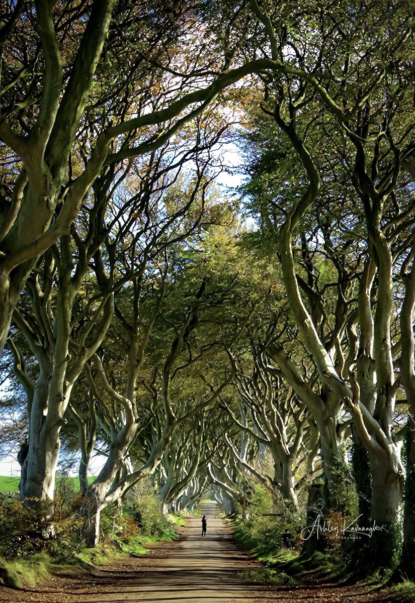 ashers_kav's tweet photo. I was deleting a bunch of photos, and came across an oldie but goodie. They’re two different edits. Which one is the best to print?
#darkhedges #lightroom #PhotoOfTheDay #photo #PhotoChallenge2022October #photograghy #PictureList https://t.co/sjwEatpzc0