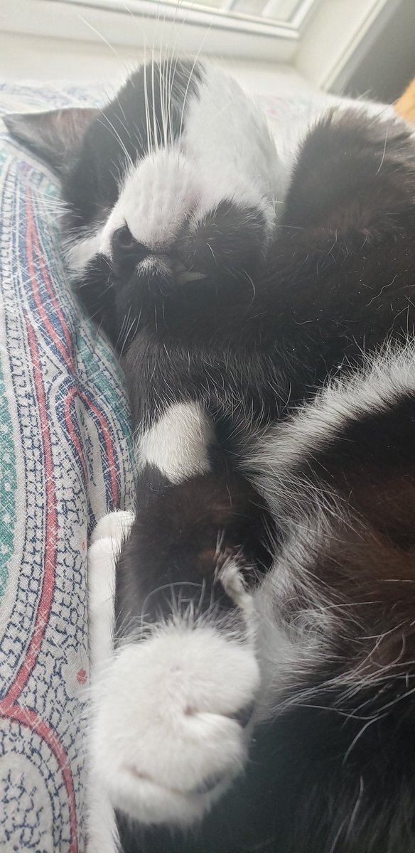 TheRealJenH's tweet photo. Happy #Caturday everyone!
#CatsofTwittter #catsofinstagram #AdoptDontShop #rescueismyfavouritebreed https://t.co/wL9NDTTj7u