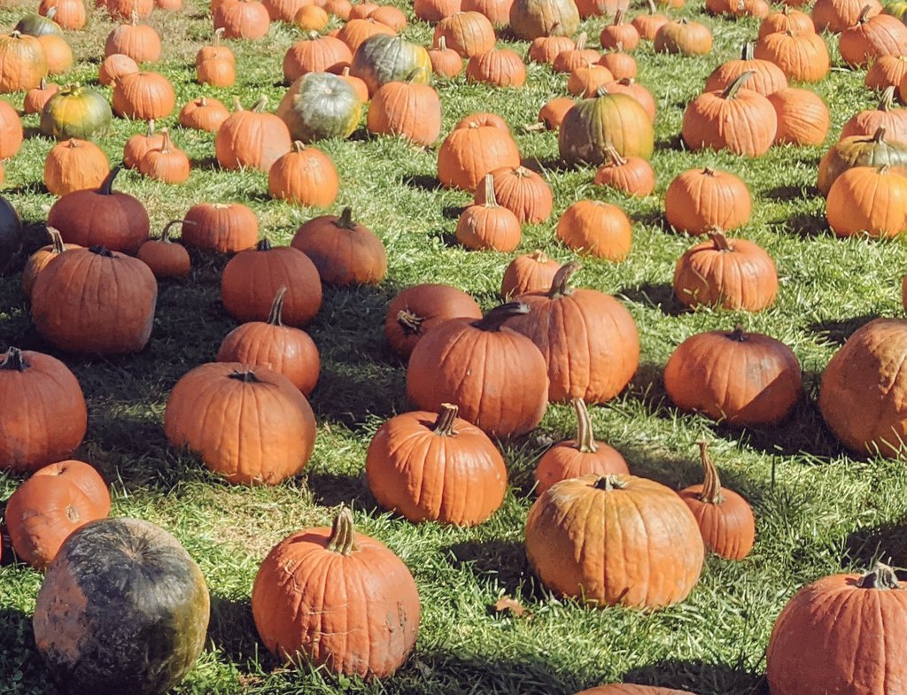 MeBathgate tweet media