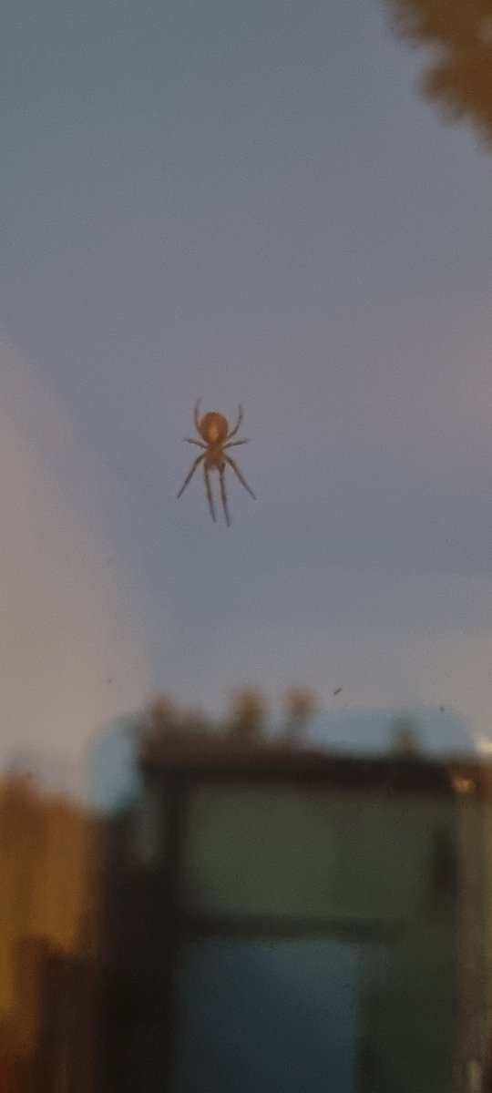 Karen_acts's tweet photo. This magical beauty spinning her web on my window. Spiders are portents of artistry, manifestation, patience, feminine power, ancient wisdom, illusion, balance, and interconnection.🖤💫 #spiritanimal #oldlore #spidermagick https://t.co/w5Xp7Iegqw