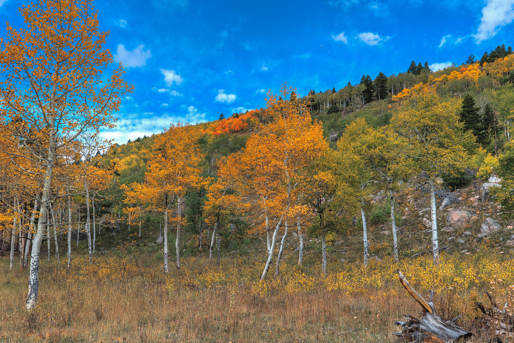 PhotoCal62's tweet image. Aspens in Rocky Mountain National park, my new picture on #Flickr flic.kr/p/2nRBEzE #Photography