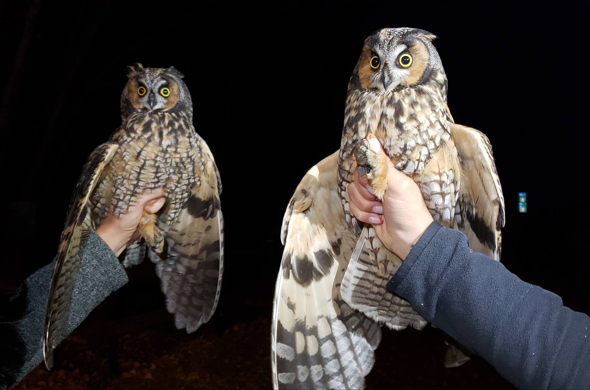 Last night we caught two Long-eared Owls at once! On the left is a hatch year male and on the right is a very feisty hatch year female.
#BeaverhillBirds #BirdBanding #LEOW #Owls