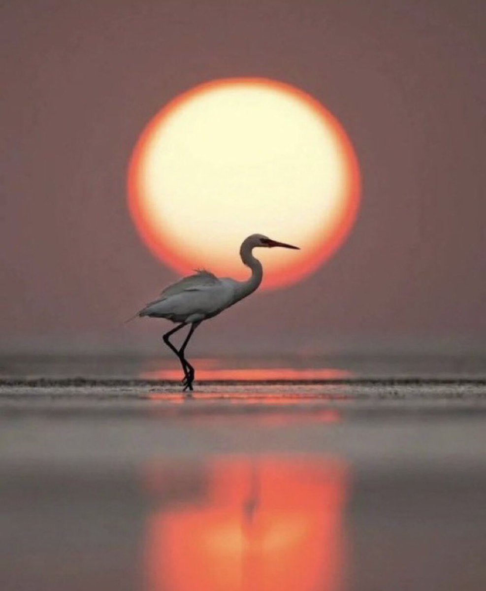 Bişey sana öyle gibi geliyorsa 
kesin öyledir …🦢