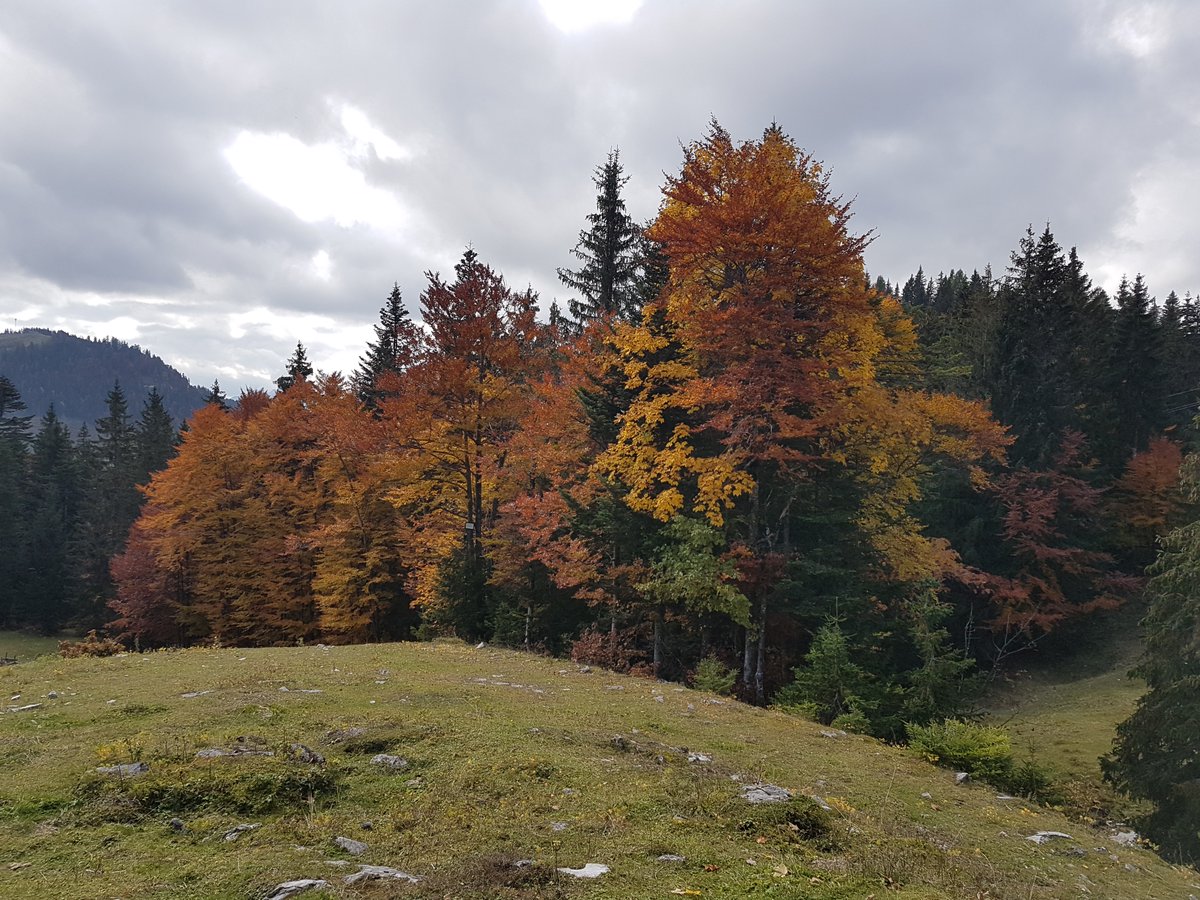 ChristophFreina's tweet photo. Herbst auf der #Postalm https://t.co/d2cwCQr3oS