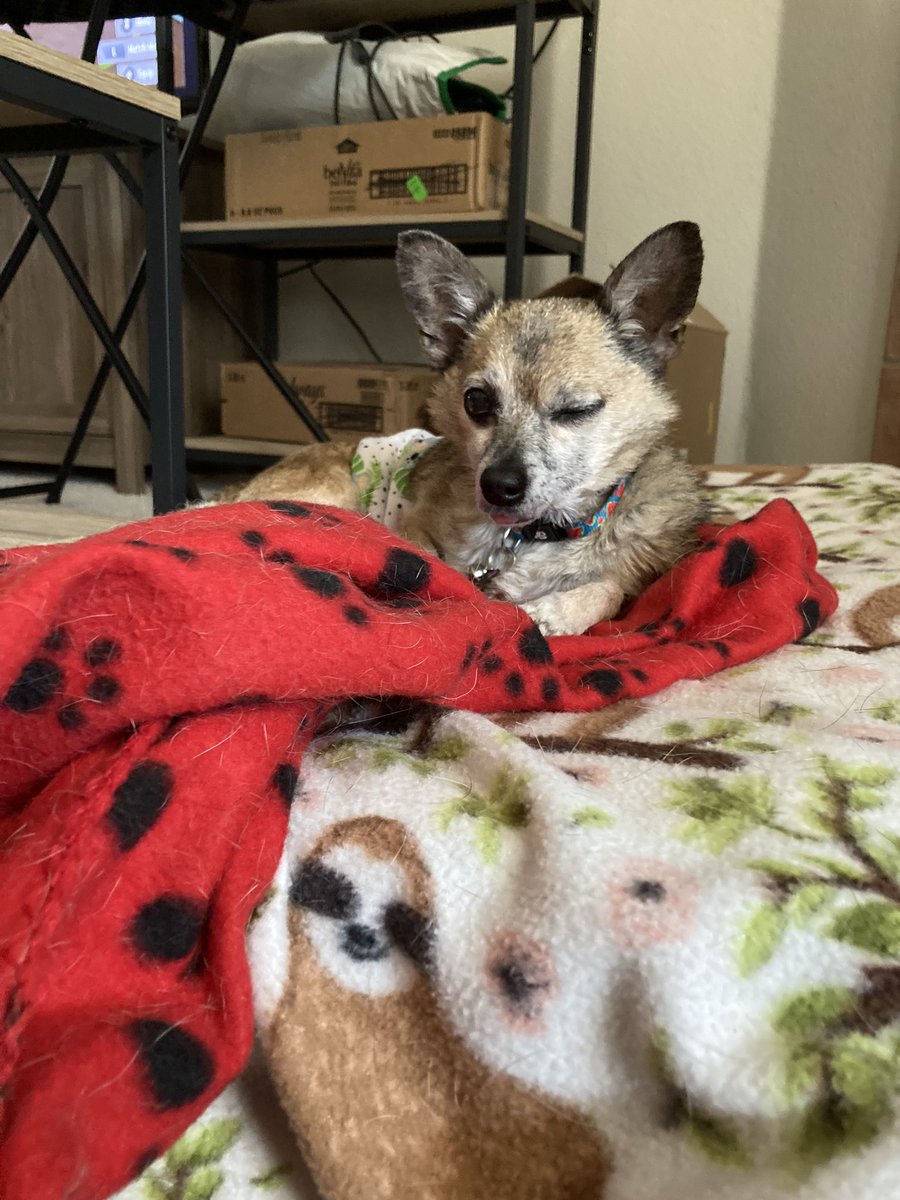 Kuramitos's tweet photo. hey good looking 😉 #chihuahua #dogsoftwitter https://t.co/8dnjiDhw4F