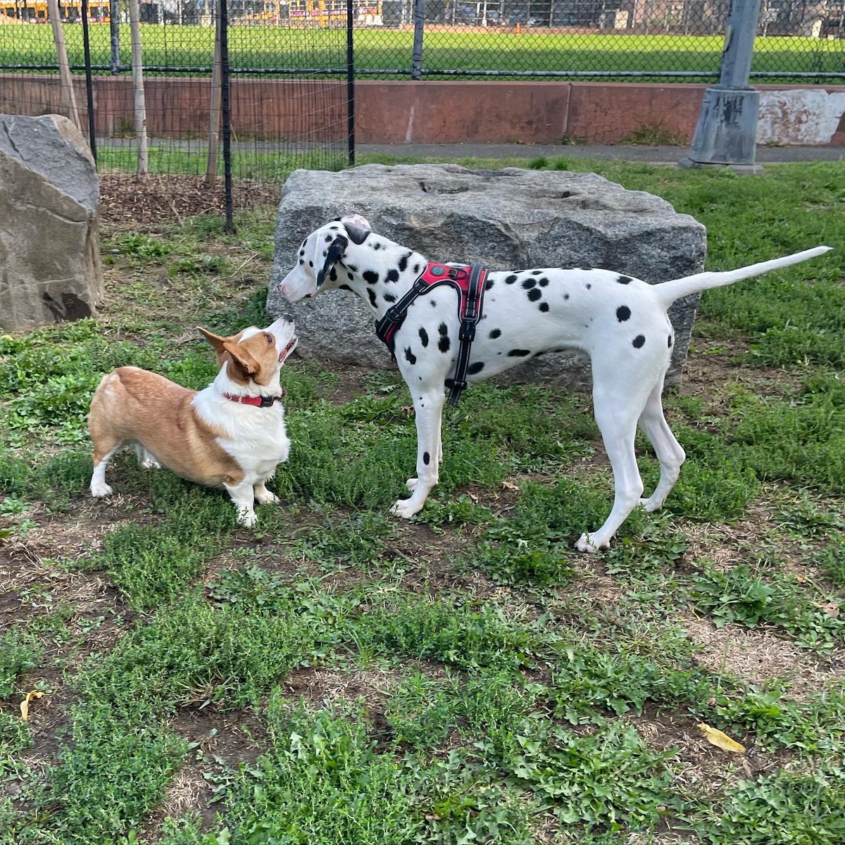 corgimanifested's tweet photo. Charlie and his buddy Marvel https://t.co/W04BAzusTk
