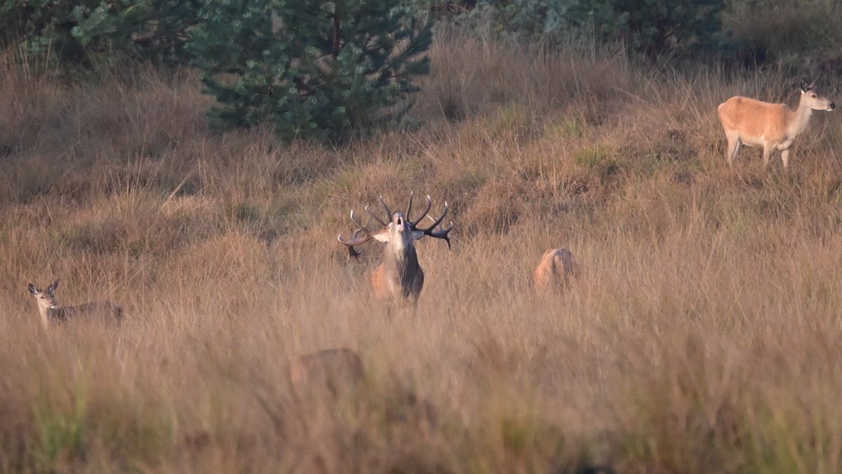 wolbert_meijer's tweet photo. Enorm genieten van burlende #Edelherten op de #Veluwe.
#Herfst #Bronsttijd #Edelhert #Burlen #roodwild #oergeluid https://t.co/0z3eJERCek