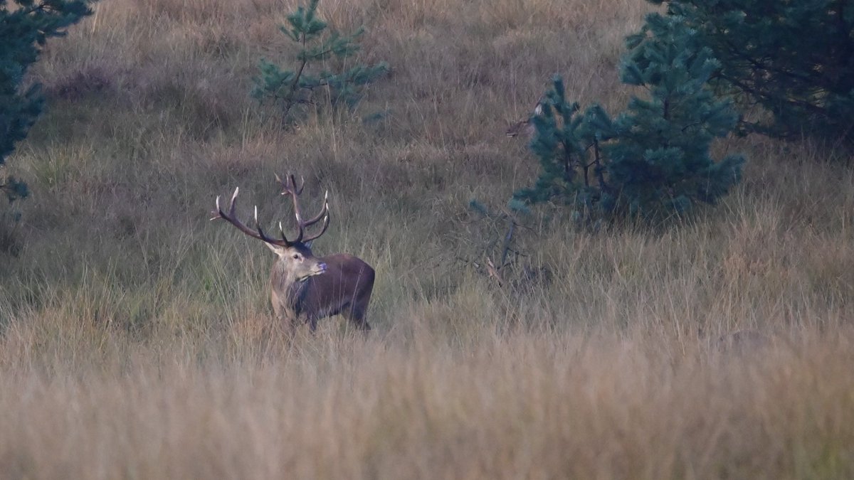 wolbert_meijer's tweet photo. Enorm genieten van burlende #Edelherten op de #Veluwe.
#Herfst #Bronsttijd #Edelhert #Burlen #roodwild #oergeluid https://t.co/0z3eJERCek