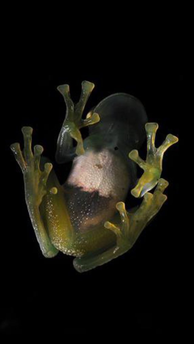 Håller på Kaveh i vått och torrt tweet media