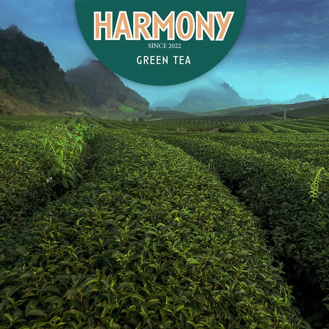 Sophieddesign's tweet photo. Harmony 🍵 Branding Part Two

#greentea #greentealover #greenteas #sundaytea #sundayvibes #designbriefs #passionproject #packagingdesign #cupoftea #teabusiness #graphicdesigntrends #graphicdesigner #graphicdesignerstafford #creativebizowner #mumssupportingmums #mumdesigner https://t.co/mgwykP4EzE