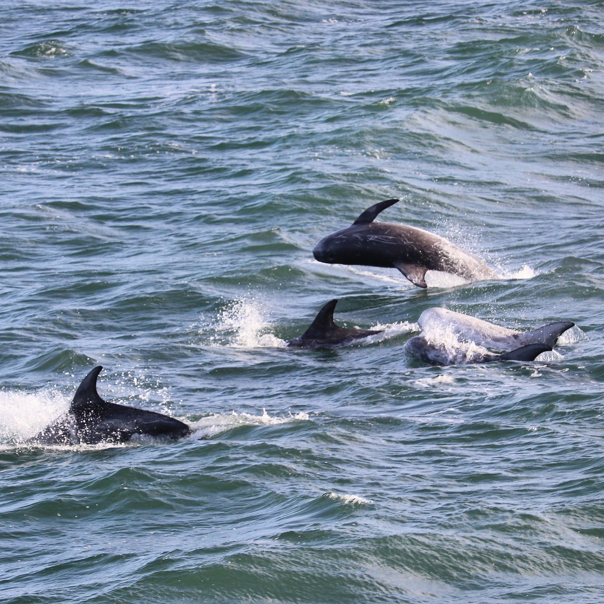 Wonderful morning spent with Risso's #dolphins in #Anglesey 
... as well as curious seals, surfing porpoise and diving gannets! 😍

Being able to see #cetaceans and #marinewildlife right from the beautiful Welsh coast is such a treat 🌟