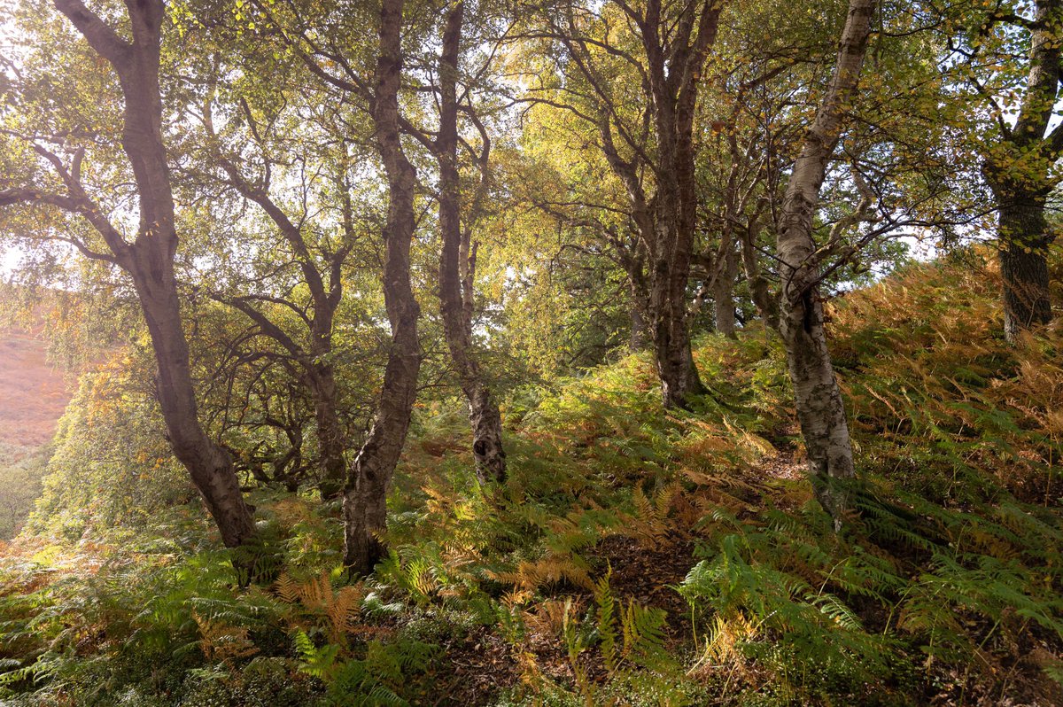 RichDoak's tweet photo. Found these silver birches in a ancient woodland hidden on the North York Moors.. Autumn it’s on its way, just need some fog! #woodland #tree #outdoors #photography #woodlandphotography #nature #landscape @northyorkmoors #bbcne #bbooknorth @BBCLookNorth @OPOTY @WoodlandTrust https://t.co/xIRSjlyJ62