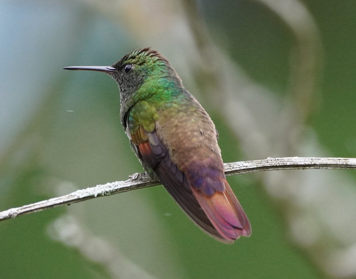 JRiveraGT's tweet photo. Celebrando el #GlobalBigDay
Más de 60 spp reportadas desde la Cadena Volcánica Central de Guatemala.
Entre migratorias y residentes, como este hermoso Berylline Hummingbird.
#globalbirding #globalbigday #DMAM2022 #NochesOscurasMigracionesSeguras https://t.co/W7KcRhoAGG