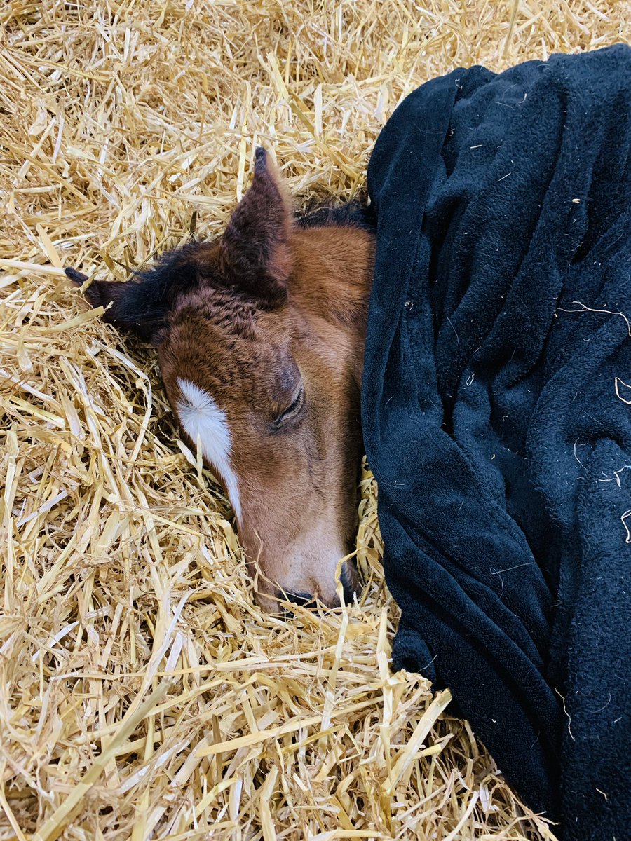 itsLJB_32's tweet photo. @RichardFahey She was a show stopper from that very first night!😍 https://t.co/X3JrnLZ5Dc