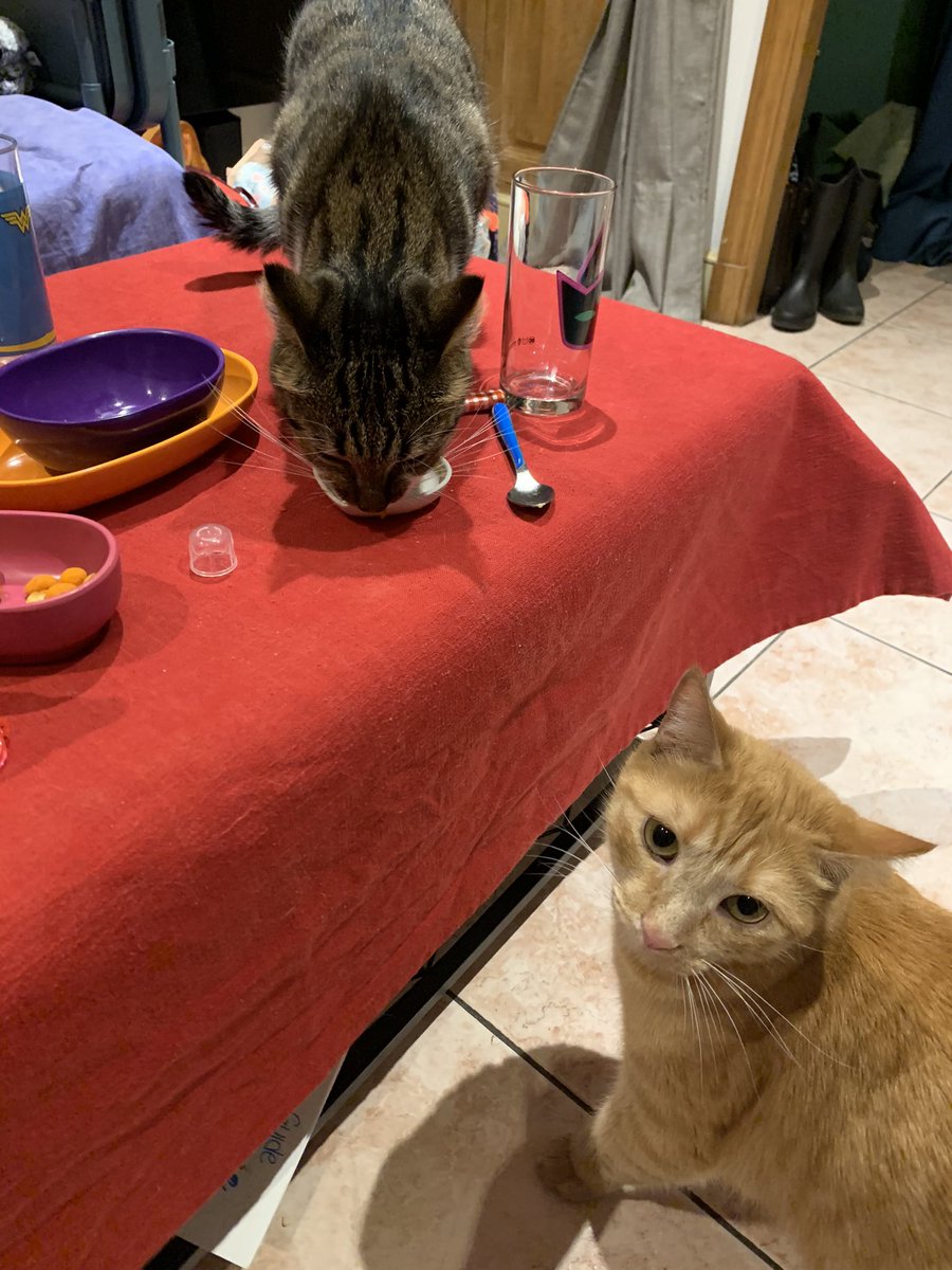 AdyDug's tweet photo. Augustine, #fan de crème brûlée! Devant #Simba un peu jaloux… #biocestbon #chat #viedechat #home #cats #Cat https://t.co/EBEY8EMrTm