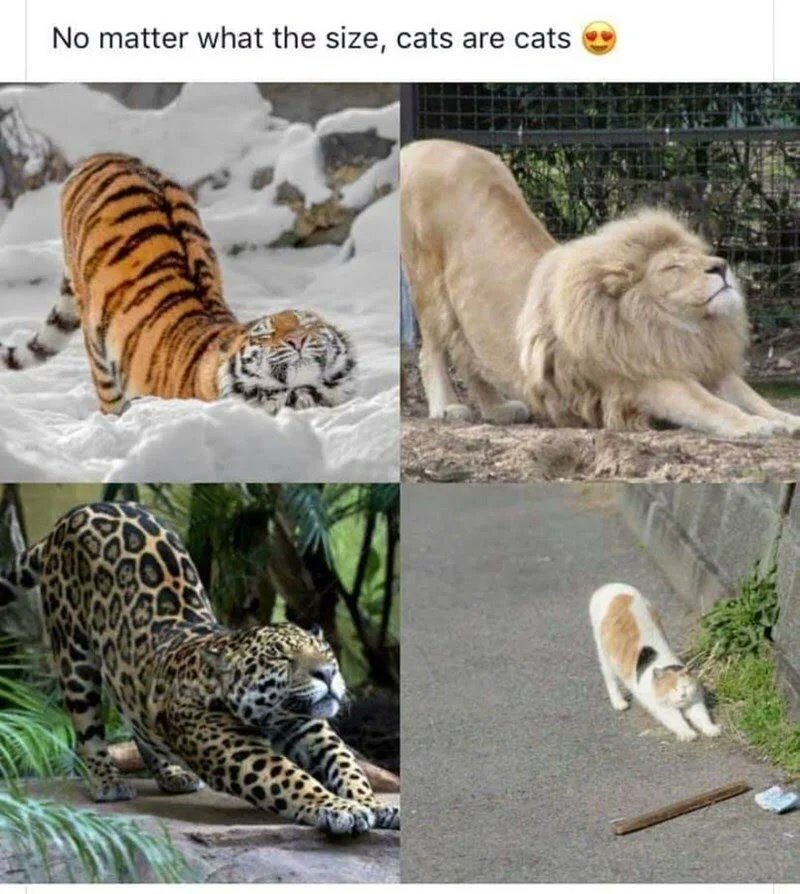 CataleyaVi tweet media