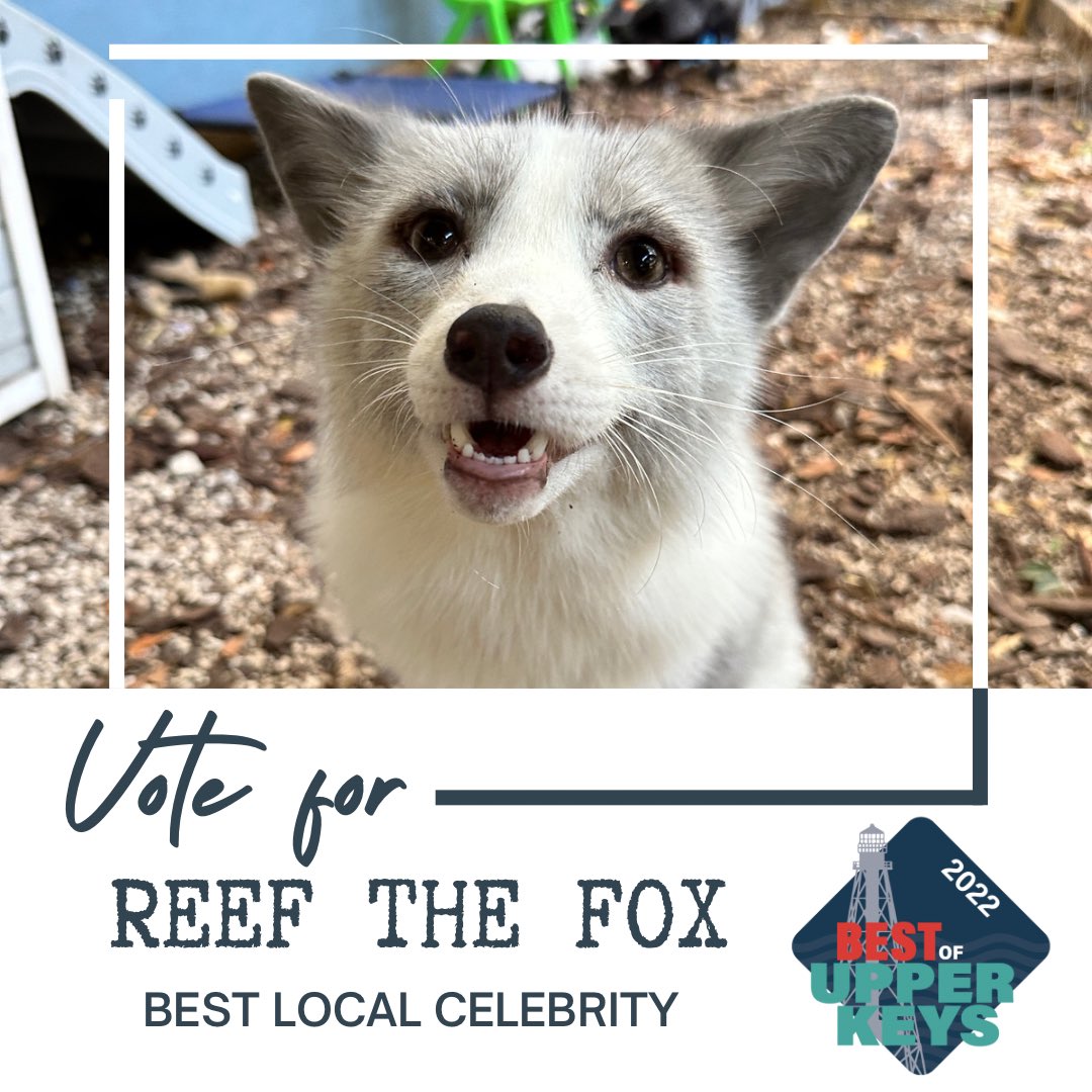 pawsitivefoxes's tweet photo. Vote for Reef the #fox Best Local Celebrity
https://t.co/Dkdv50fCA0
#foxes #keysweekly #vote #reef https://t.co/0ZMqjcXLR2