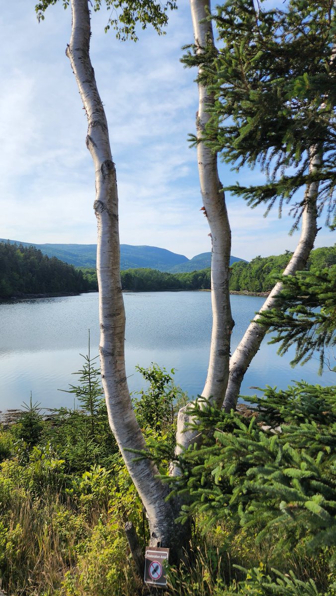 daReedville3's tweet photo. Totally a #TakeMeBackThere moment.
📍Acadia National Park https://t.co/xbg0V0G5Mu