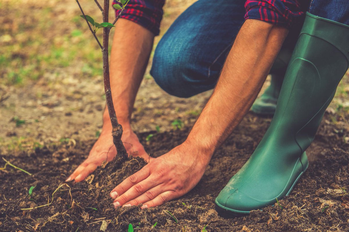 CityofDeltaBC's tweet image. Time to plant that tree! 🌳

Fall is the best time of year to plant a tree because there is lots of moisture available for the roots &amp;amp; the tree has a chance to establish before cold winter weather. If you plant on a dry day, remember to water the tree immediately after planting.