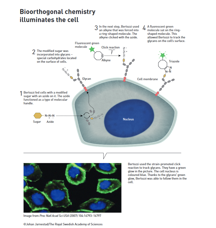 MikeSheikh2's tweet photo. #NobelPrize2022 #Chemistry paves the way for better understanding of roles of cell surface #glycans in #glycobiology #glycovirology. By identifying the #lectin locks on cells, drug developers can make keys like #galectinantagonists that target signaling pathways to modify disease https://t.co/M57MHUfNPx