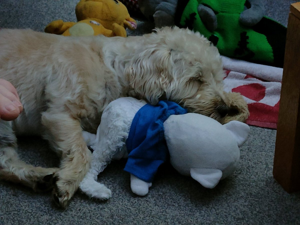 Doogle49810249's tweet photo. This is not mine but me is comfortable!
#Doogle #westiepoo https://t.co/j0BnzAci3L
