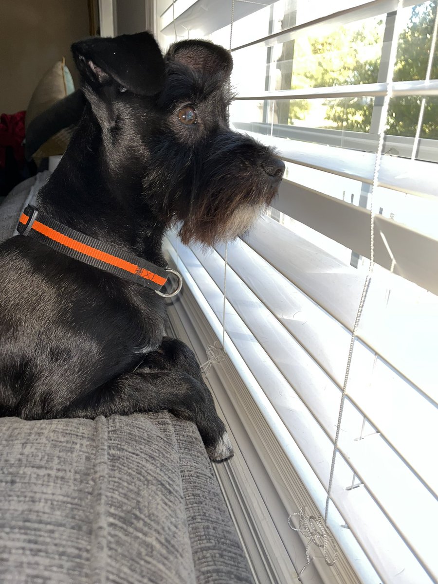 ApolloLovesFun's tweet image. Happy Saturday, Frens! Im catching window time and thinking about the meaning of life while @meatball_pup is catching a snooze. How is your weekend so far? #schnauzergang #apollo #SaturdayVibes #dogsoftwitter #doglife