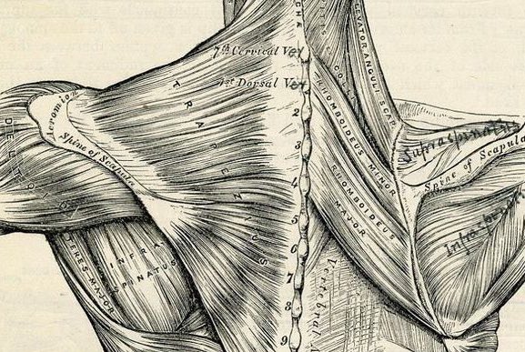 MUSCLE derives from a Latin word literally meaning ‘little mouse’ because early anatomists thought muscles looked like mice moving around beneath the skin.