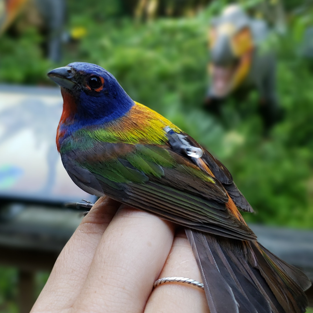 NC Aquarium at FF (NCAquariumFF) / Twitter