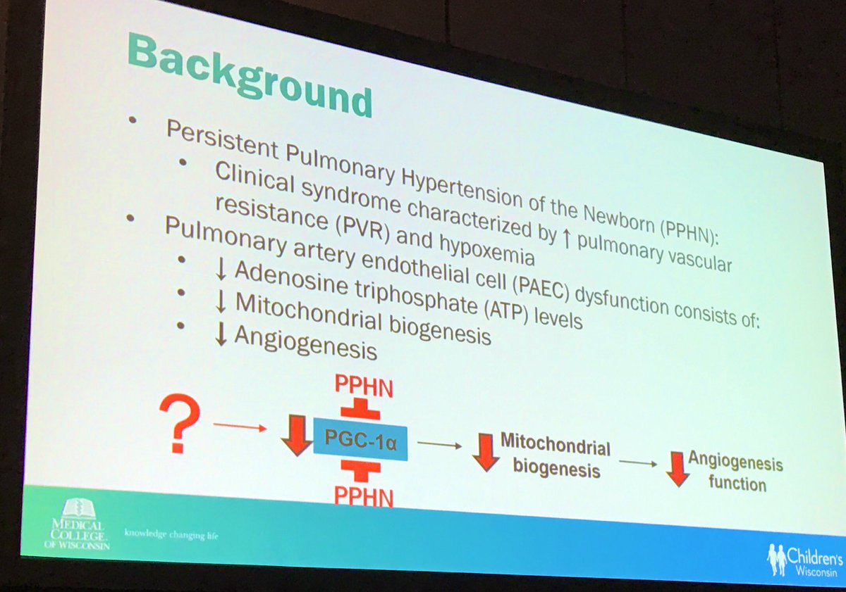 AAPneonatal's tweet photo. #SONPM2022 Scientific Abstract Session is happening!
1st up:
⬇️ CaMKKβ Signaling Leads to ⬇️-regulation of PGC-1α 
Expression in Pulm Artery Endothelial Cells (PAECs) in PPHN

Dr. Emily Callan, 2021 Marshall Klaus Award Recipient https://t.co/rOqcJgoheM