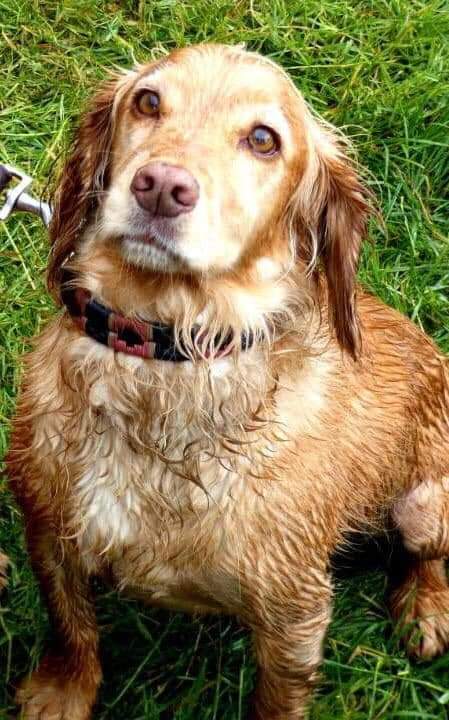 🚨🚨#MISSING 🚨🚨
Since 7/10/22

 #Drumaness #Ballynahinch #CoDown #NorthernIreland 

NAME - Lacey

This wee one went missing at 9pm last night and was last seen this morning on the Cumber Road, Drumaness. If you have seen or found her please pm us
Thank you 🐾