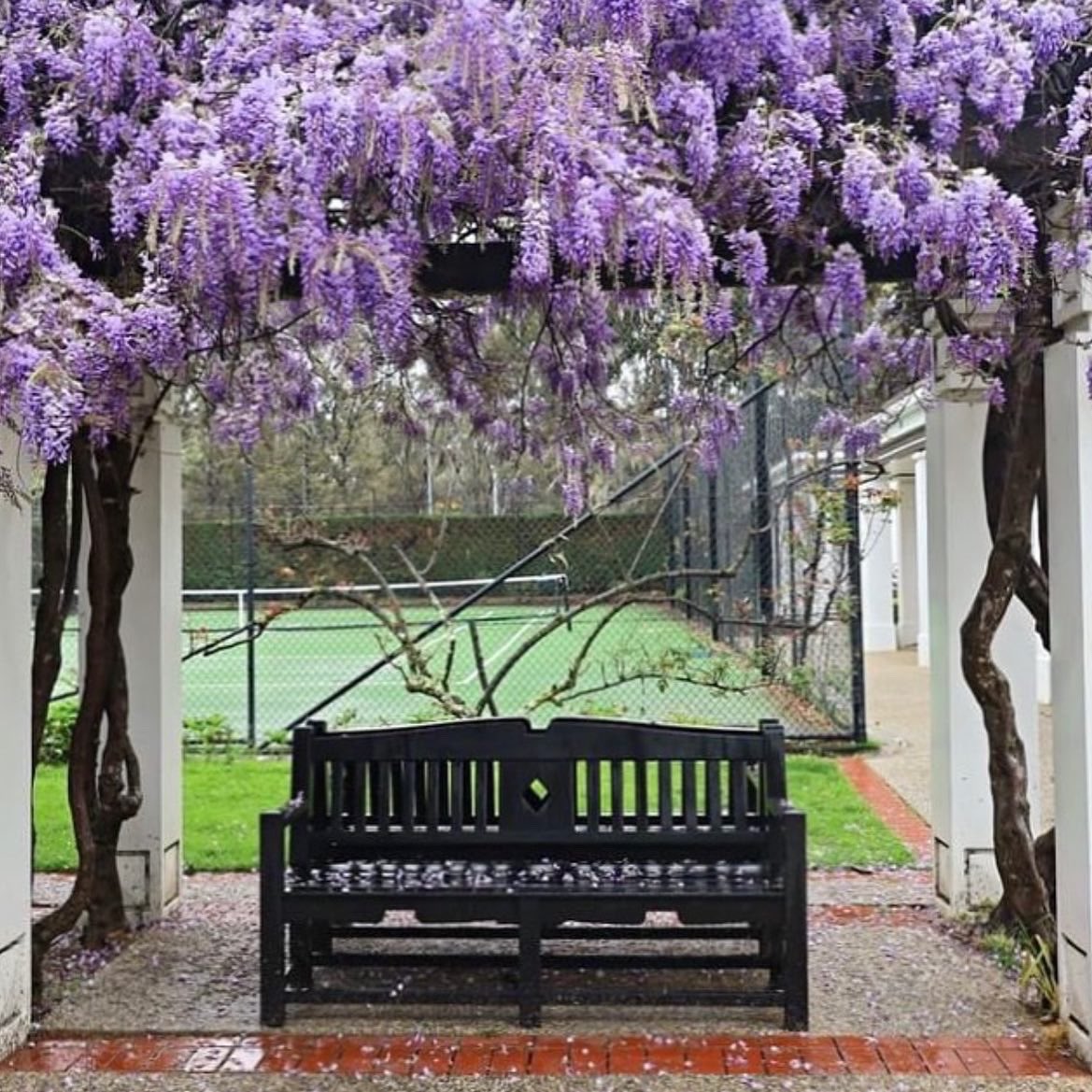 sofranksocial's tweet photo. The wisteria at @MoAD_Canberra has started to bloom. Instagrammer lostinthenarrative took some beautiful shots there.

Show us yours by tagging #sofranksocial 

#visitcanberra #wearecbr #wisteria #oldparliamenthouse #moad #purple https://t.co/ohMMU7L8tP