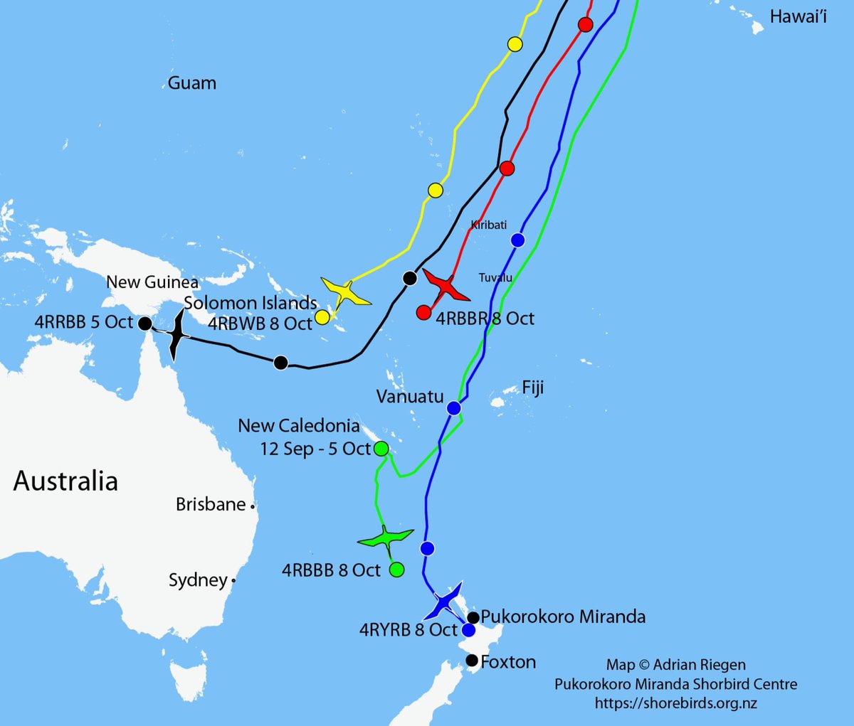 miranda_trust's tweet photo. Well the polar blast had a dramatic effect on the 4 birds in the air, one landed on an island in Torres Straight, one in New Caledonia but has now carried on towards NZ now the weather has cleared, one is in the Solomons, and the 4th made it to NZ, pretty amazing really!!! https://t.co/rLSwLjbHQ1