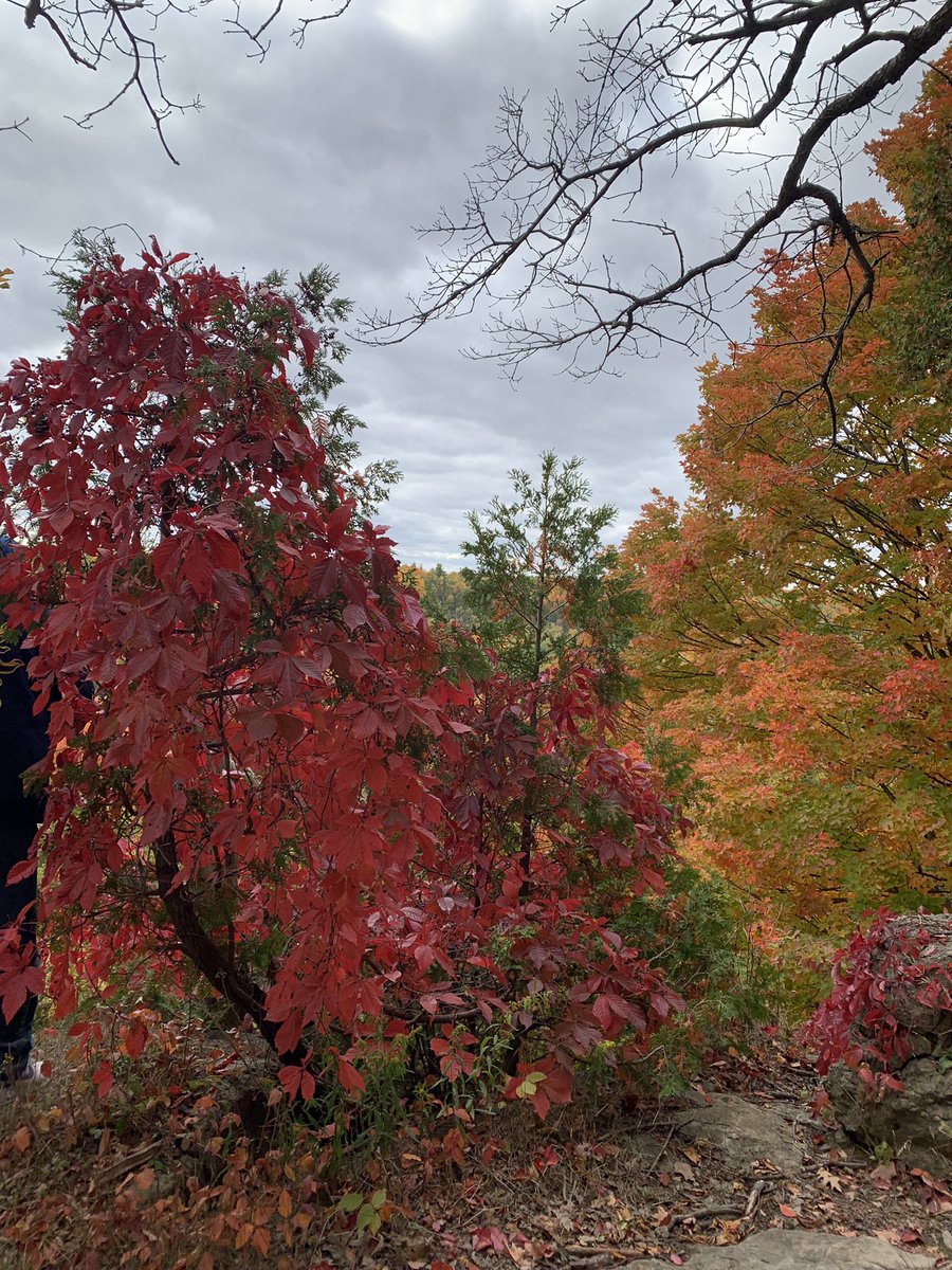 xenon21's tweet photo. It’s official… fall colours are stunning!!! #rattlesnakepoint @ConservHalton https://t.co/tapXUpW27q