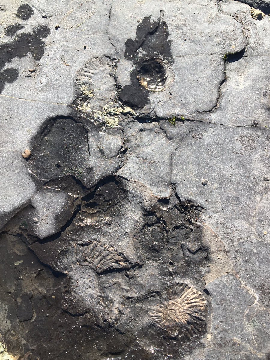 SuburbanChihua1's tweet image. lookie dis! ma pawprints next to zombs dat lived millions of years ago! so amazings! #JurassicCoast #Kimmeridge #dogsoftwitter #ZSHQ