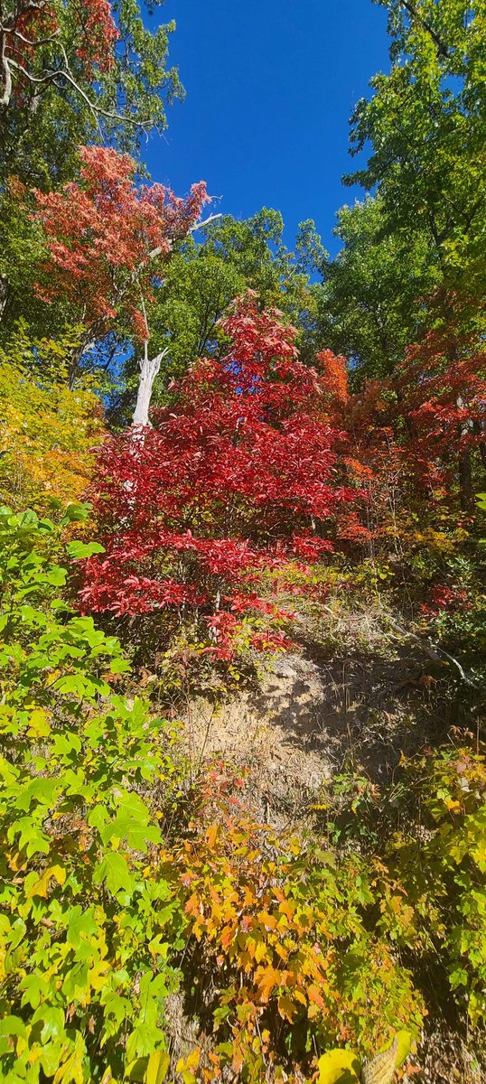 brobwx's tweet photo. Some amazing fall scenes from on top of Black Mountain! 📸: Maurica Cornett #FallInTheMountains #wymtwx https://t.co/I8q5Go64cz