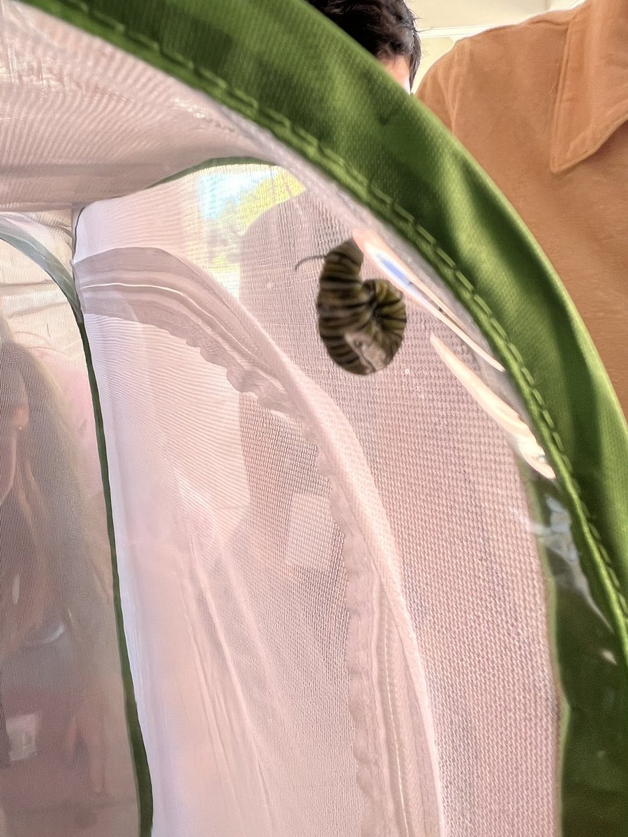WisenerRockets's tweet photo. Spending Garden Day with my favorite 4th graders! #butterflylifecycle https://t.co/zPIBxDlFcw