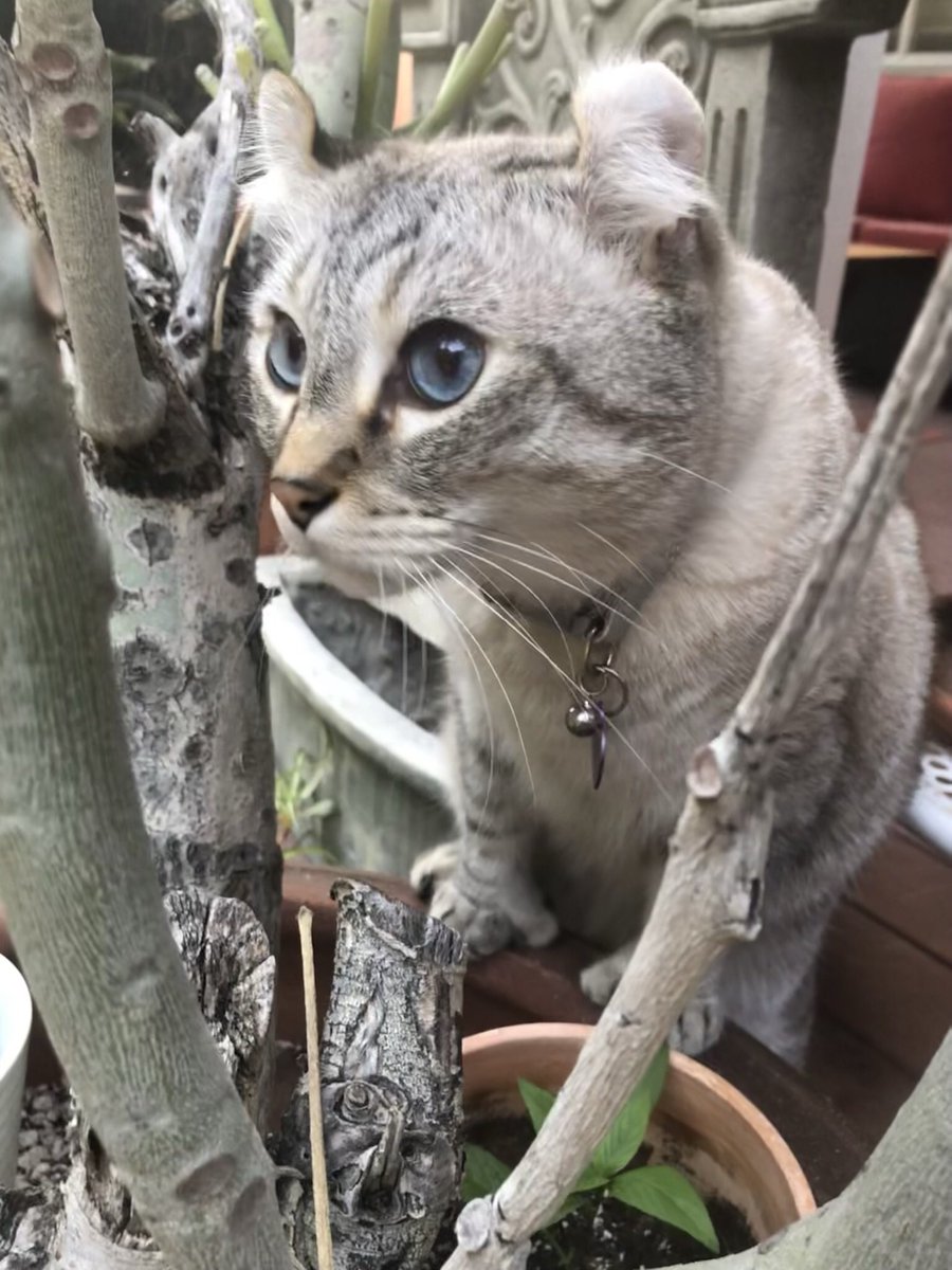 Brewskiethecat's tweet photo. #Hedgewatch #Caturday #catfocus #catsoftwitter https://t.co/dttwA62NSG
