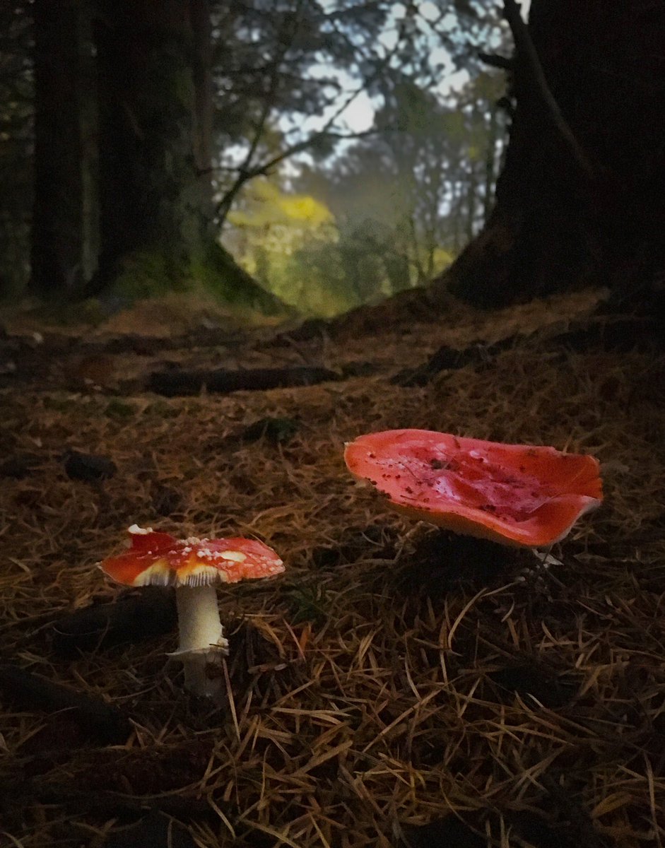 Autumn.. Paisley, Scotland (iPhone shot) #autumn @BBCSpringwatch #TwitterNatureCommunity #flyagaric #fungi #NaturePhotography #shotoniphone @nature_scot @Natures_Voice #scotland #paisley #renfrewshire @sheclicksnet @ThePhotoHour #woodland #tree #forest #forestfloor @WoodlandTrust